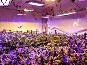 LED Grow Light For Cannabis: The Impact of Color Spectrum