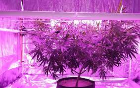 A Guide to Choosing the Right Indoor Marijuana LED Grow Light