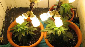 Weed LED Grow Light: The Future of Marijuana Industry