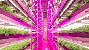 5 Ways Led Grow Lights Factory can Help to set your Business
