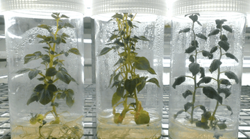 How does the light spectrum variation affect the plant growth in tissue culture, seedling, vegetative and flowering?